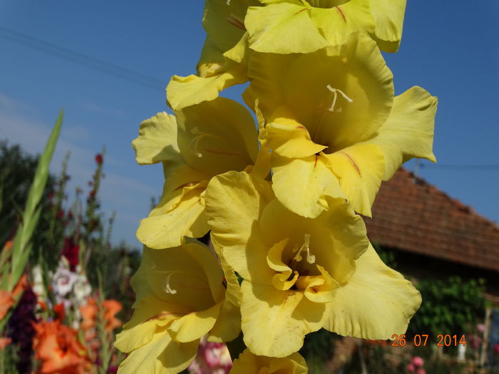 DSC06100 - Gladiole 2014