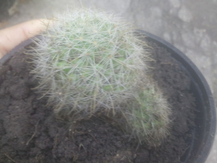 2014-07-12 07.34.47 - cactusi