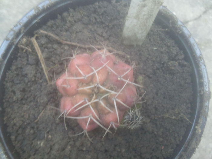 2014-07-12 07.35.01 - cactusi