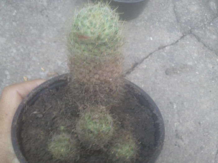 2014-07-12 07.35.11 - cactusi