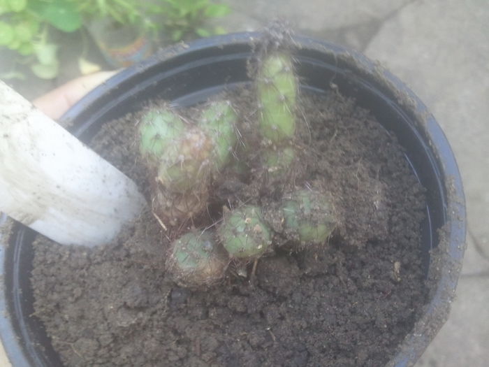 2014-07-12 07.35.35 - cactusi