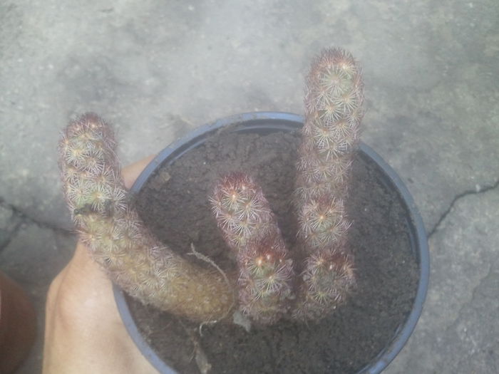 2014-07-12 07.36.03 - cactusi