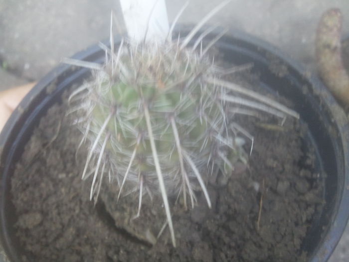 2014-07-12 07.36.13 - cactusi