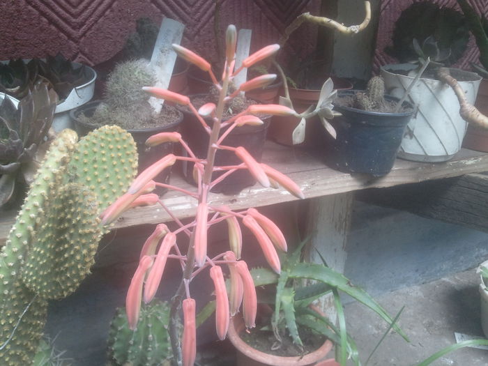 2014-07-12 11.40.58 - cactusi