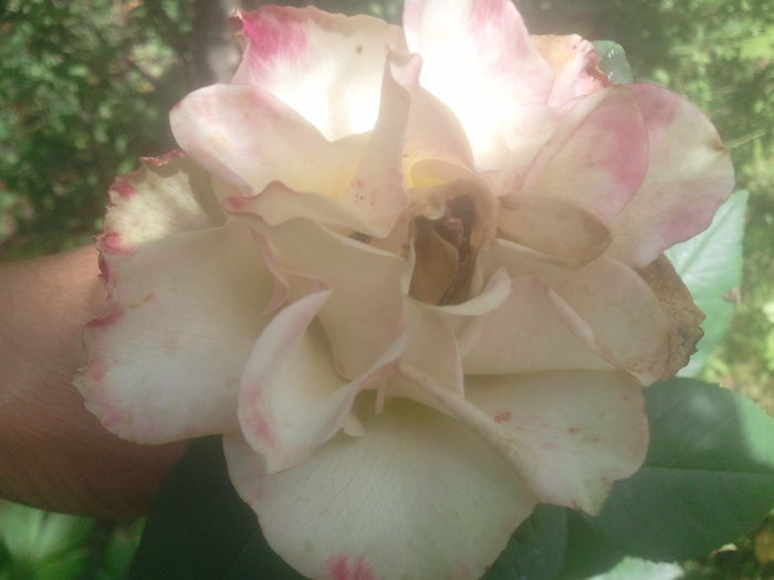 2014-07-12 11.47.51 - trandafiri