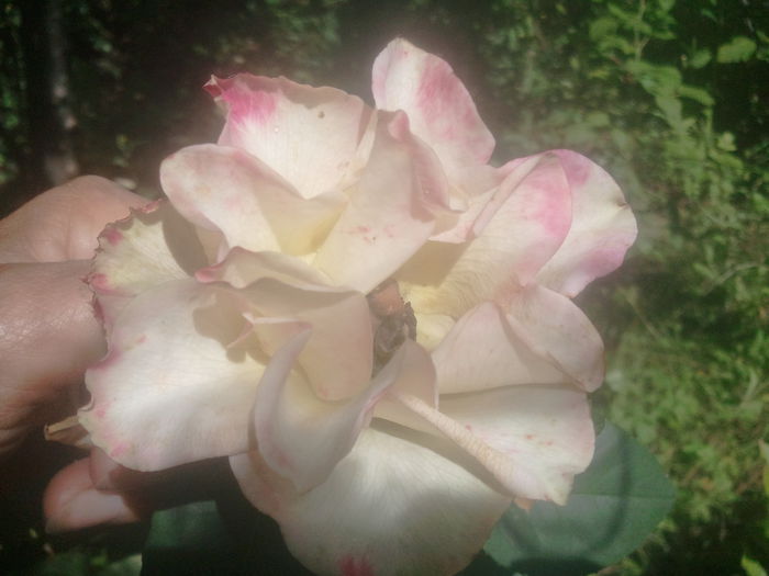 2014-07-12 11.48.10 - trandafiri