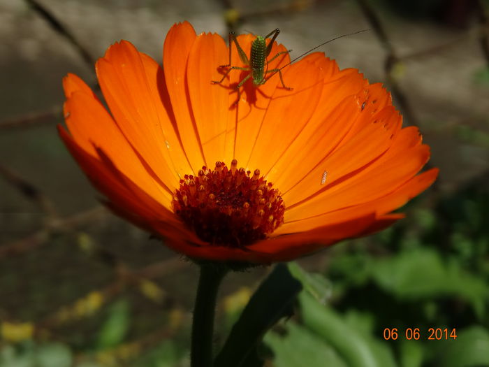 DSC04291 - Diverse insecte