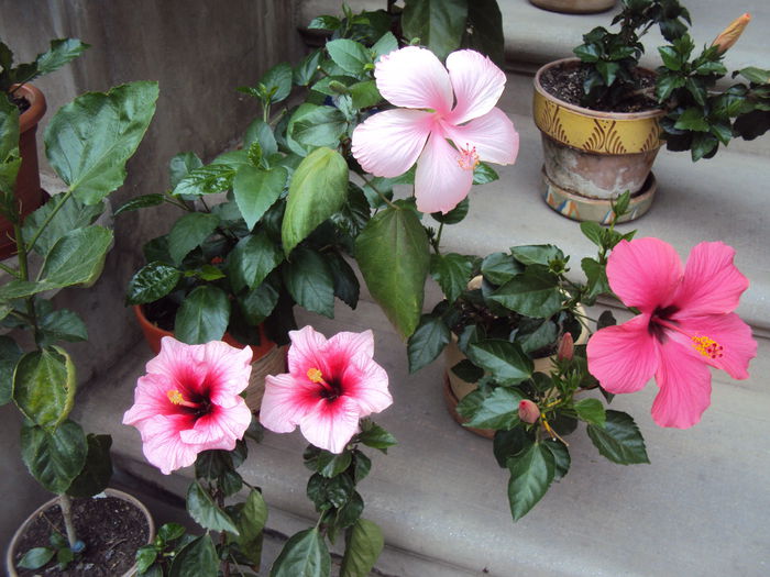DSC01532 - Hibiscus