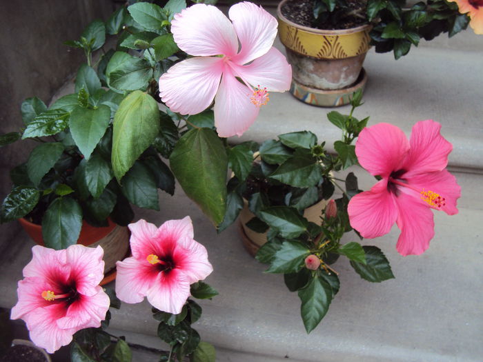 DSC01536 - Hibiscus