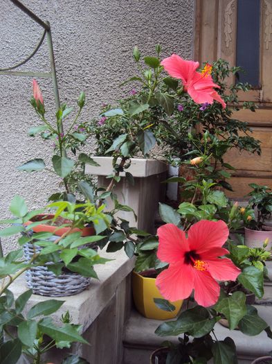 DSC01537 - Hibiscus