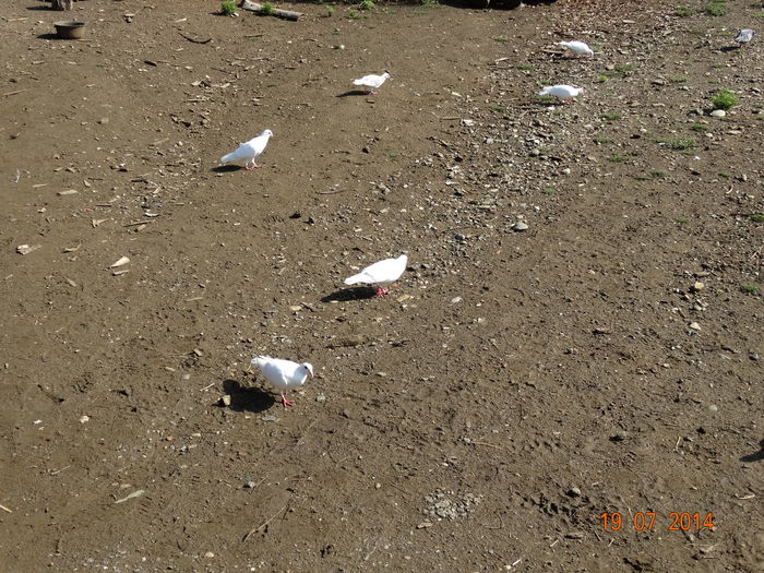 DSC05837 - Porumbei 2014