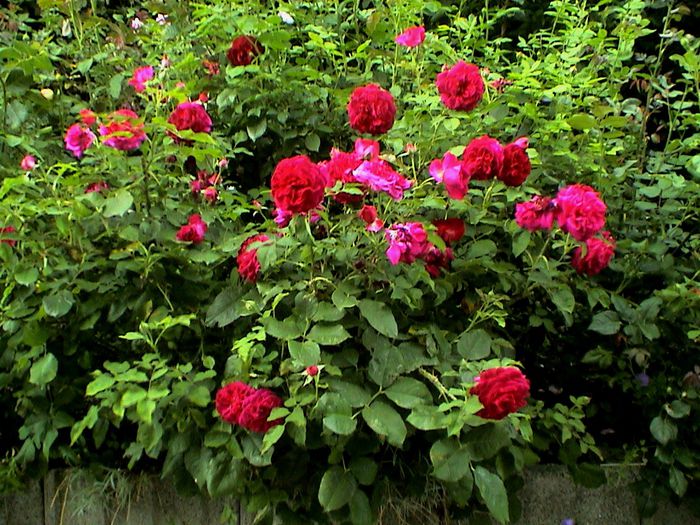 DSC00978