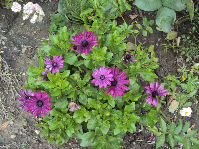 DSC00446 - 2014 Gradina