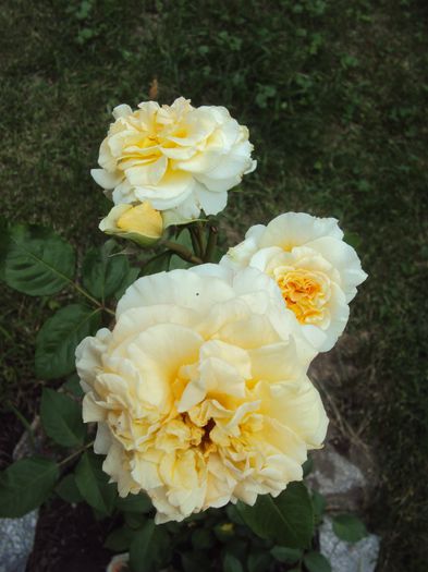 DSC00507 - 2014 Gradina