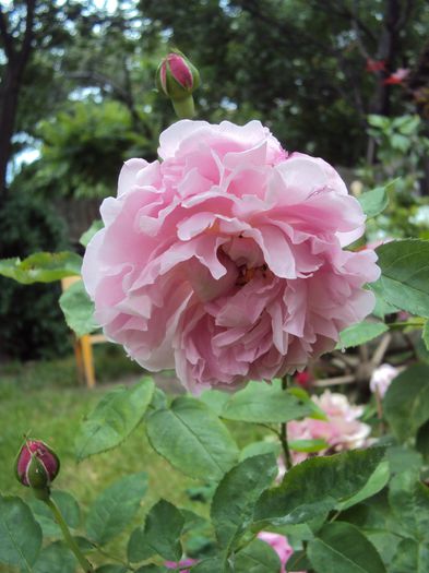 DSC00513 - 2014 Gradina