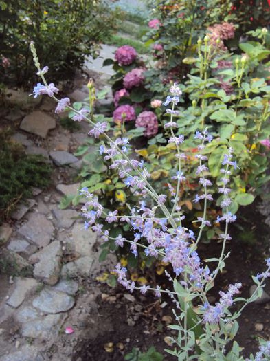 DSC00678 - 2014 Gradina