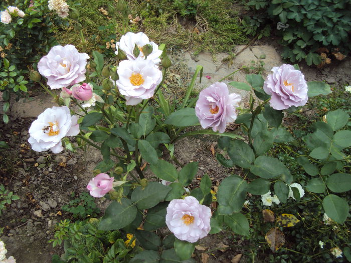 DSC00690 - 2014 Gradina