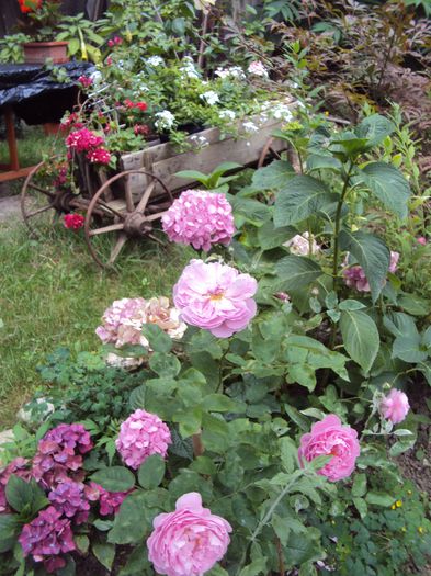 DSC00814 - 2014 Gradina