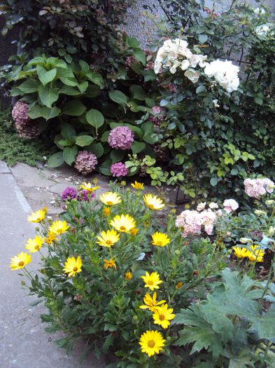 DSC00857 - 2014 Gradina