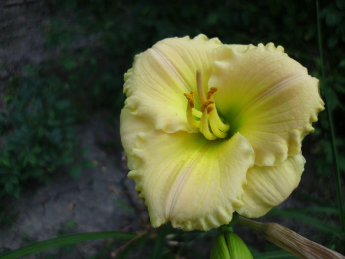 IMG_0230 - Plante la gramada