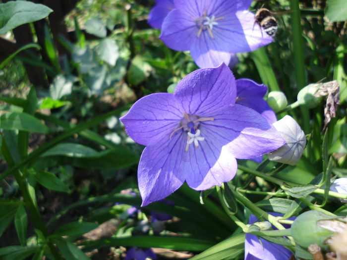 IMG_0305 - Plante la gramada