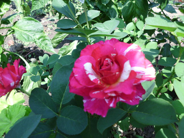 IMG_0307 - Plante la gramada