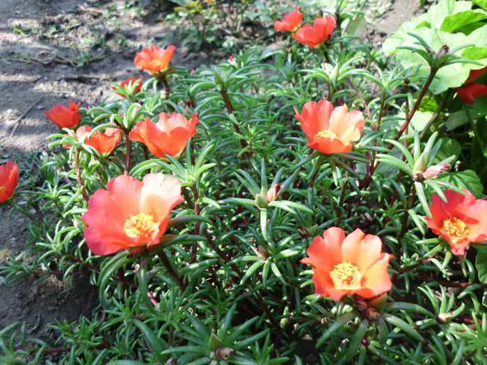 IMG_0308 - Plante la gramada