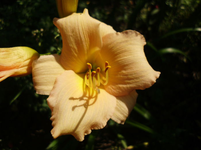 IMG_0309 - Plante la gramada