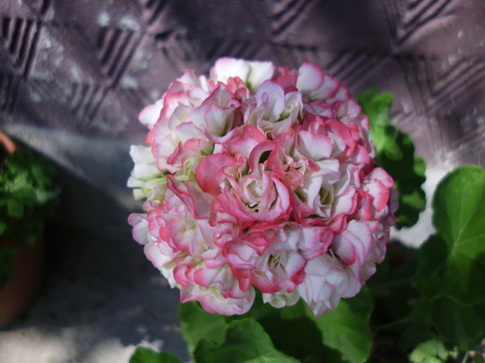 IMG_0313 - Plante la gramada