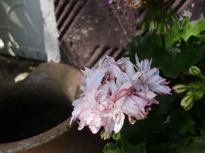 IMG_0315 - Plante la gramada