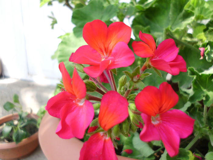 IMG_0316 - Plante la gramada