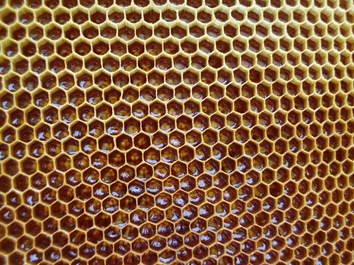 IMG_0281 - Plante la gramada