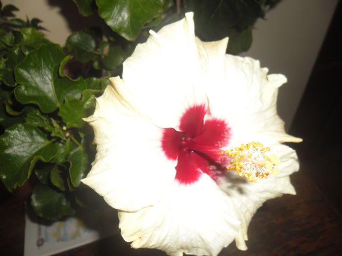 Boreas White
