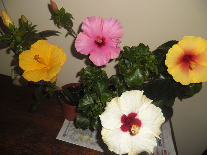 Hibiscus grup