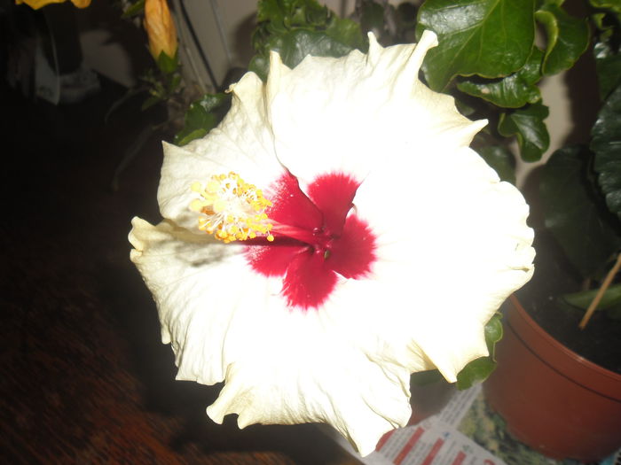 Boreas White - Hibiscus 2014-1