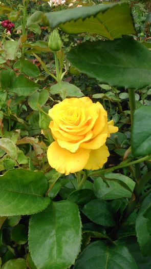 DSC_0038 - TRANDAFIRI 2014 IV