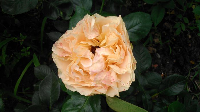 DSC_0030 - TRANDAFIRI 2014 IV