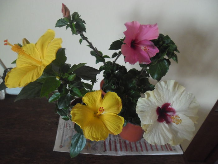 hibiscus grup