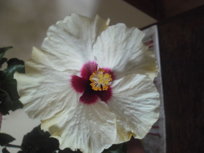 Boreas White