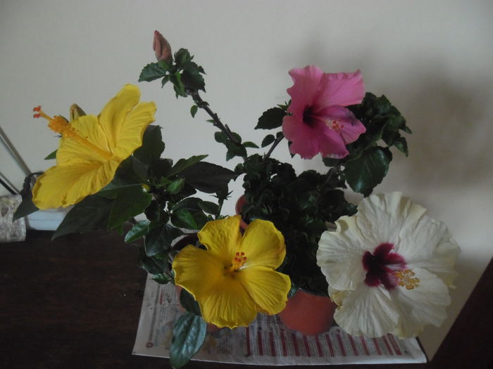 Hibiscus grup