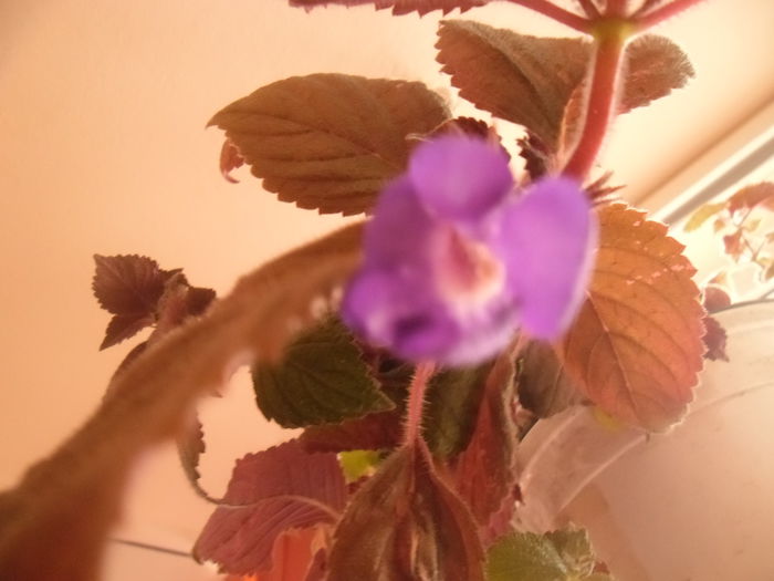Hilda Michelson - Achimenes