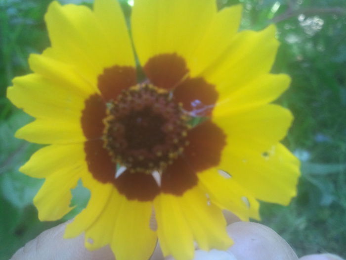 2014-07-13 14.30.57 - coreopsis