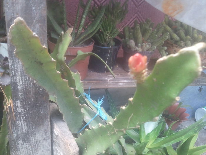 2014-07-13 16.46.56 - cactusi