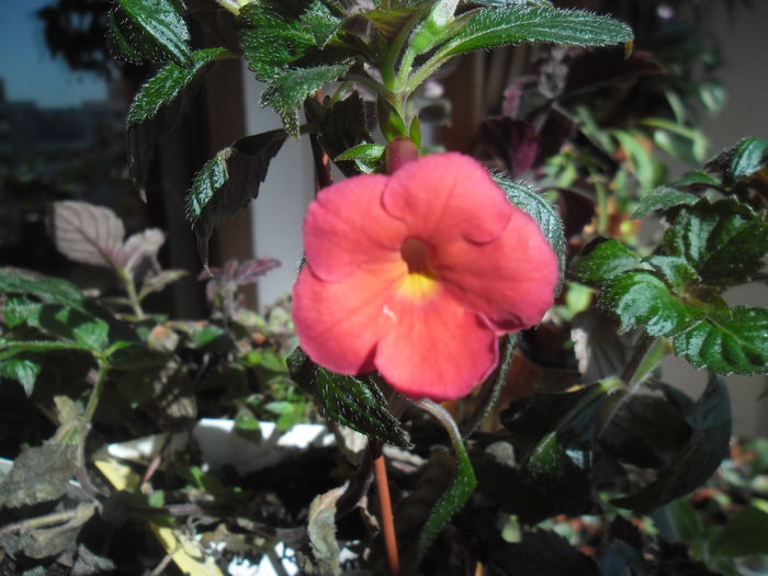 ????- l-am primit ca orange( este rosu) - Achimenes