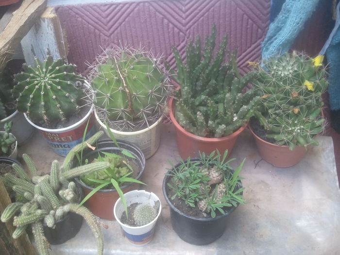 2014-07-13 16.47.26 - cactusi