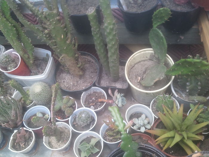 2014-07-13 16.47.33 - cactusi