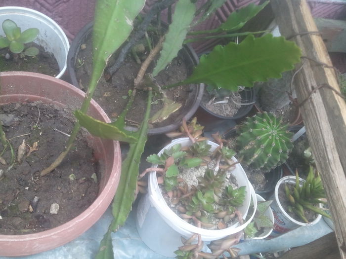2014-07-13 16.47.49 - cactusi