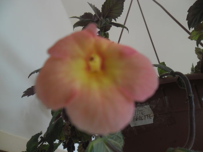 ??? - l-am primit ca orange - Achimenes
