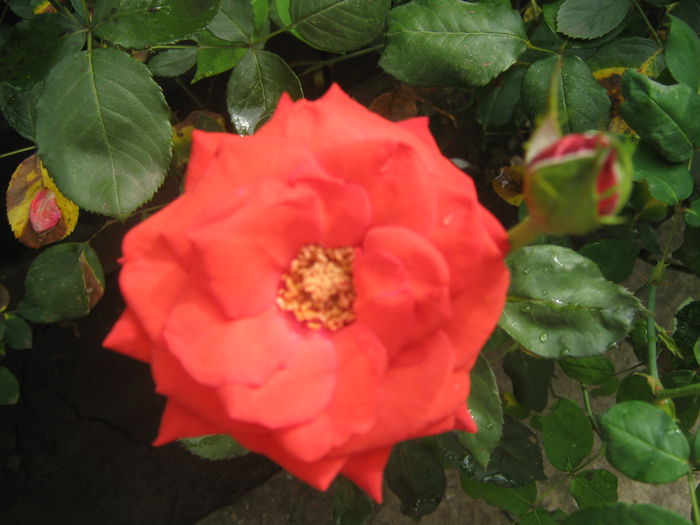 Picture My plants 498