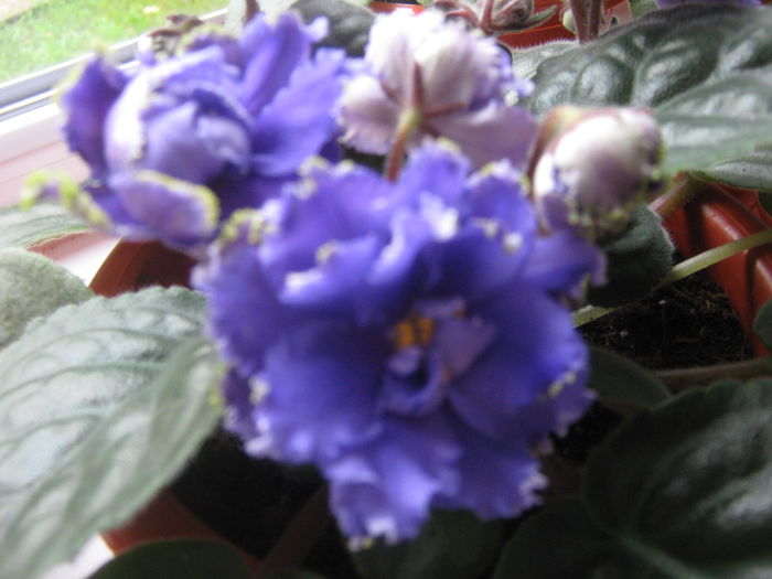 Picture My plants 484; violeta
